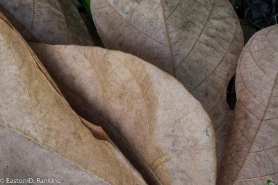 Fig Leaves