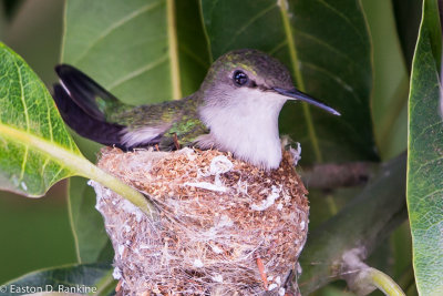 Vervain Hummiing Bird