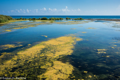 Mouth of the Swift River, Portland