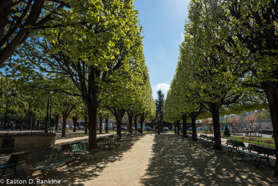 Trimmed Trees - Garden - Notre-Dame de Paris