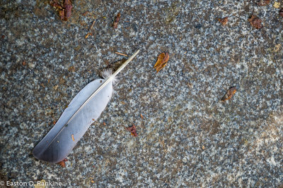 _DSC0689.jpg