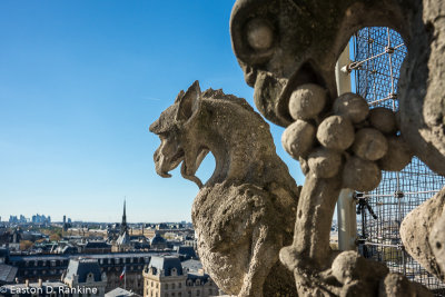 _DSC0781.jpg