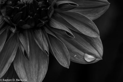 Raindrops on Chrysanthemum