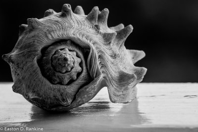Shell