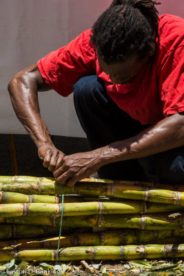 Tying Sugar Cane