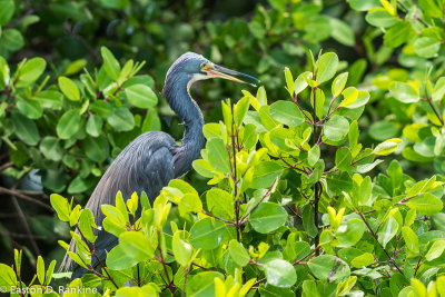 Blue Heron in Mangrove