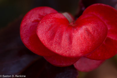 Begonia Red