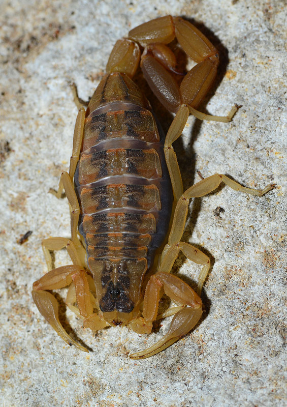 scorpion 