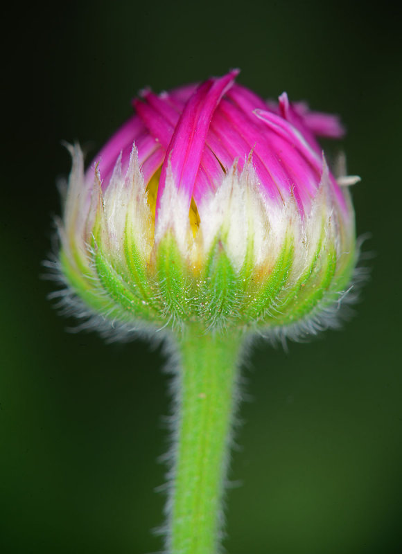 fleabane budding in the yard