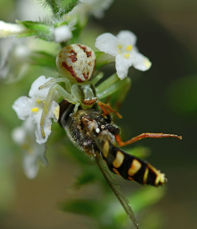 Crab spider catches a hover fly.