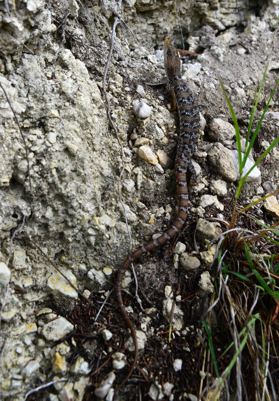 Texas Alligator Lizard