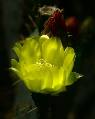 prickly pear in the shadows