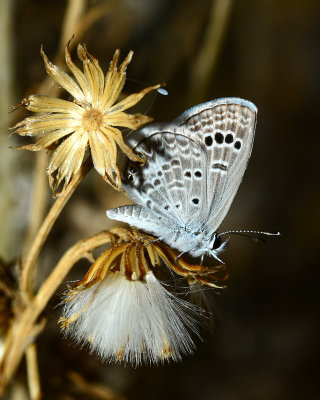 Reakirt's blue on a dried up groundsel