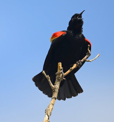 redwing black bird