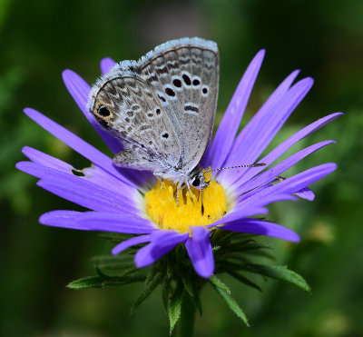 reikerts blue on tansy aster