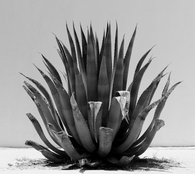 Yucca and trash, Marfa Texas