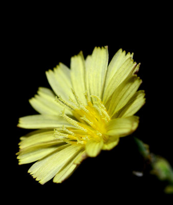 Prickly Lettuce