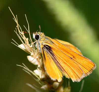 Small Skipper on grass seed stalk