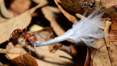 Comanche harvester ant with a feather. 