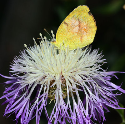 Sleepy Orange on thistle