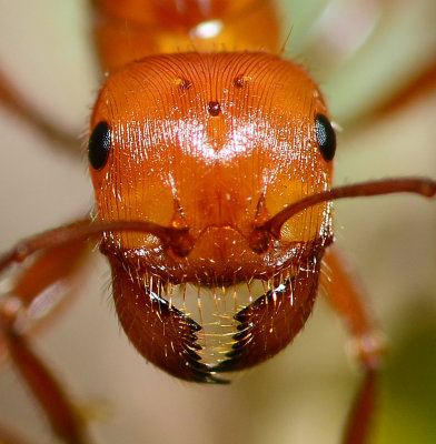 Queen ant portrait