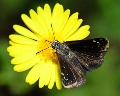 Common Sootywing on camphor daisy