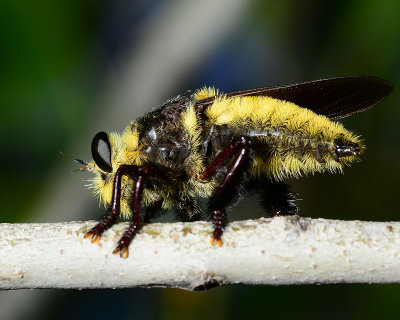 cool robber fly