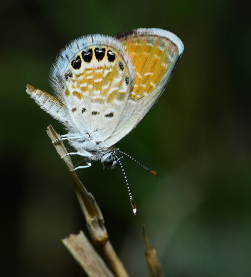 Western Pygmy Blue