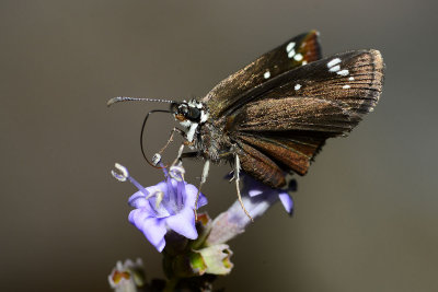 Sooty wing