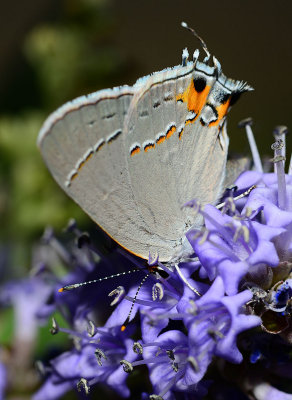 Gray Hairstreak