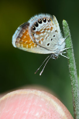 Western Pygmy Blue