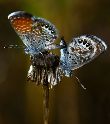 Western Pygmy Blues