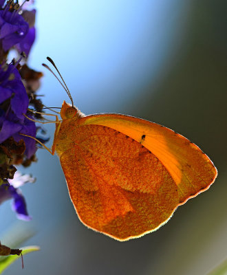 Sleepy Orange