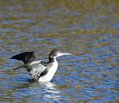 Loon in Midland!