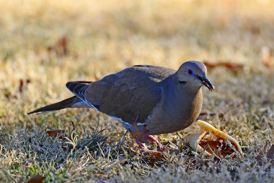 winged rat