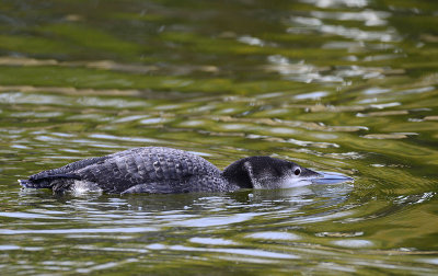 Loon hunting