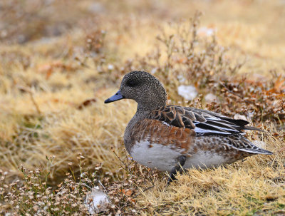 Wigeon