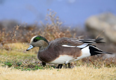 American Wigeon