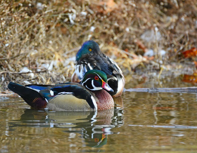Wood duck