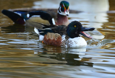 Ducks at Wadley Barron Park in Midland Texas