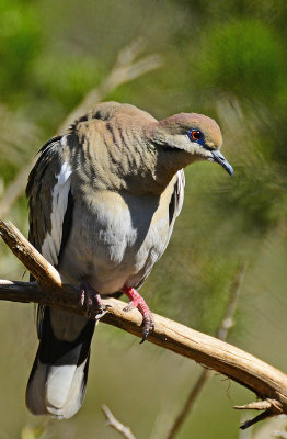 White Winged dove trying to be a vulture