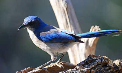 Scrub jay