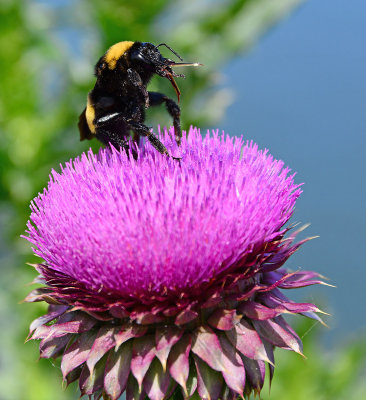 Thistle