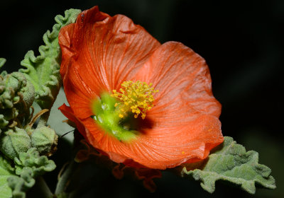 Globe mallow in the yard