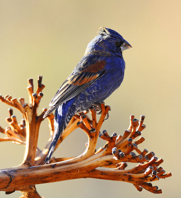 Very photo friendly bird blind at the park.