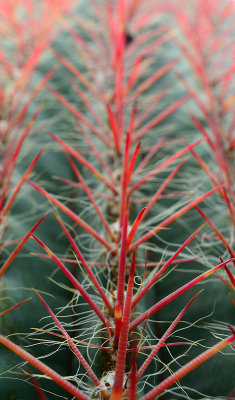 Cactus from around the West Texas area.