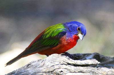 Painted bunting