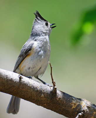 titmouse