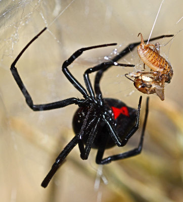 Large black widow spider