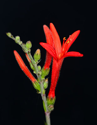 flame acanthus in the yard